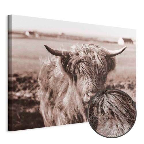 Leinwandbild Szkocka krowa w sepii 120×80 cm, Standardleinwand
