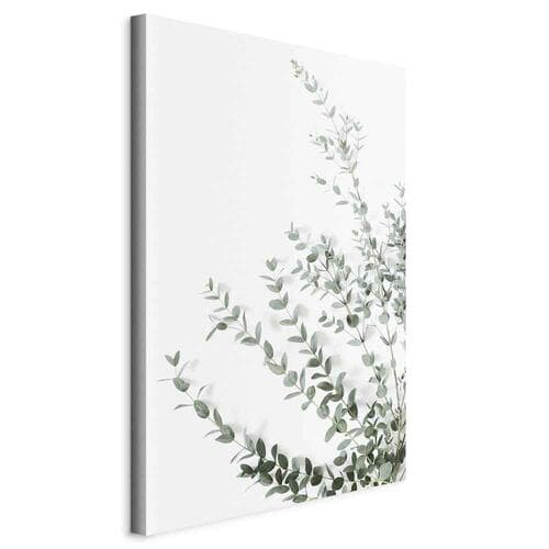 Obraz na płótnie Eukaliptus Parvifolia 20×30 cm, płótno standard