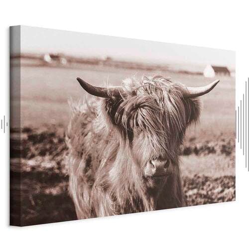 Canvas print Szkocka krowa w sepii 30×20 cm, standard canvas