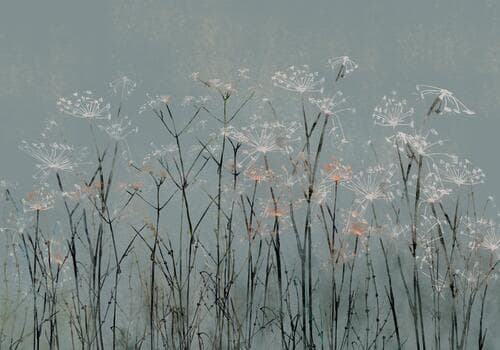 Fototapete Kwiaty FT-450043 100×100 cm, Vlies Standard