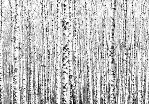 Wall mural Pejzaże FT-449938 100×100 cm, standard non-woven