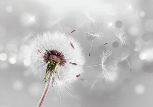 Фотообои Kwiaty FT-449929 100×100 см, флизелин премиум