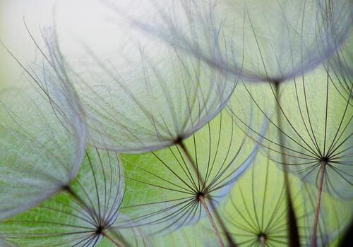 Fototapete Kwiaty FT-449772 100×100 cm, Vlies Standard
