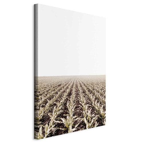 Canvas print Pole kukurydzy 40×60 cm, standard canvas