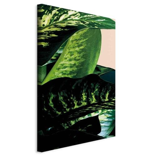 Leinwandbild Difenbachia 20×30 cm, Standardleinwand