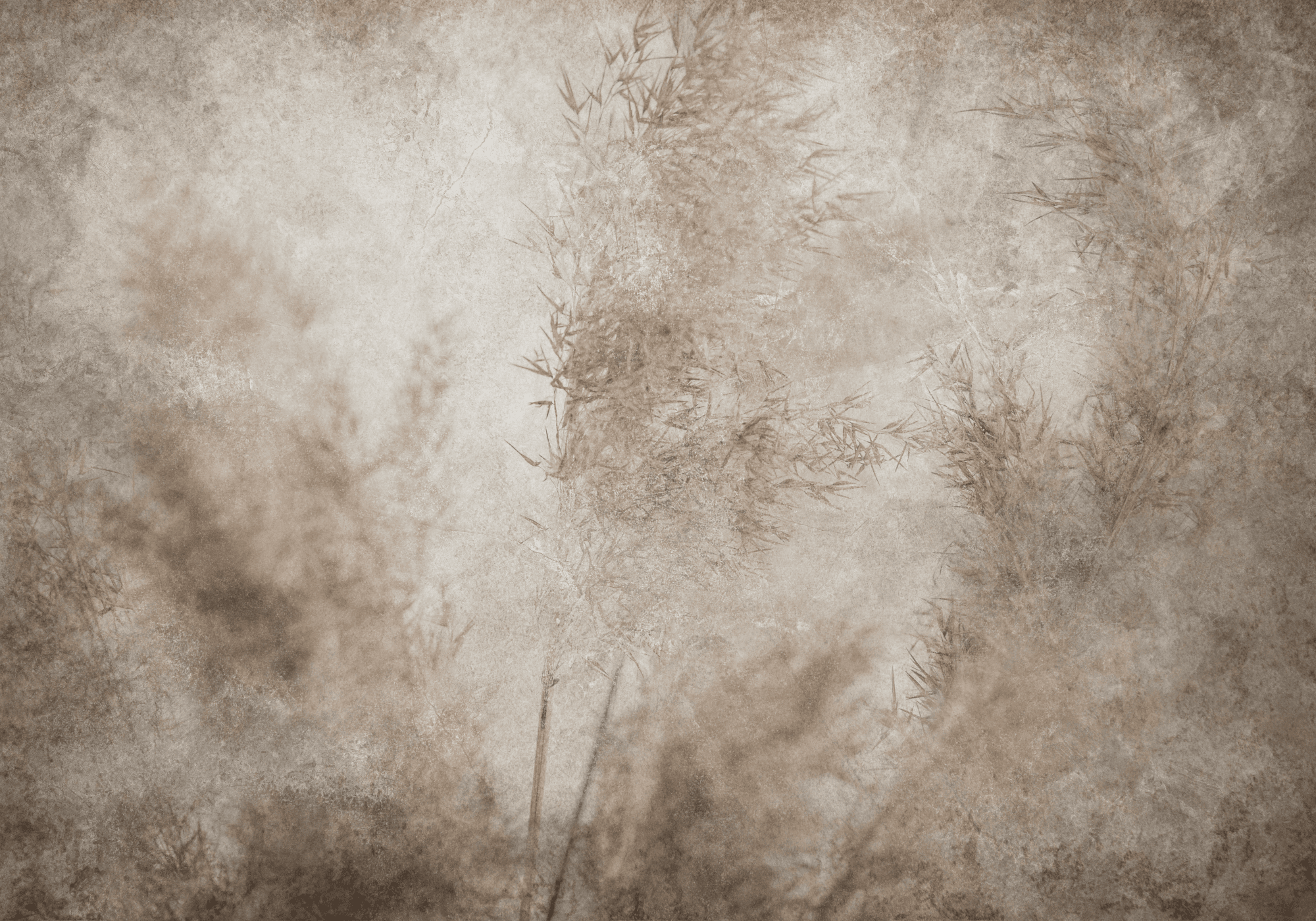 Fototapeta Zmącone wiatrem 450x315 cm wodoodporna