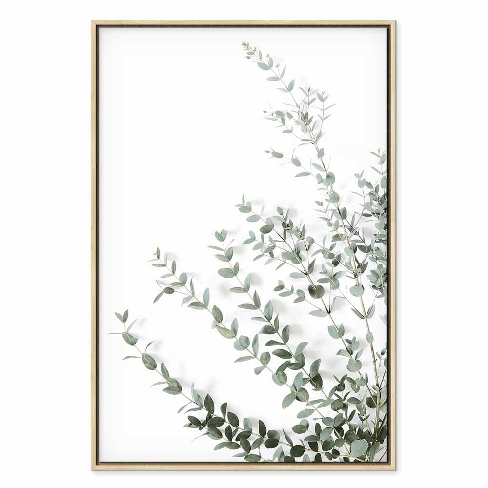 Obraz na płótnie Eukaliptus Parvifolia 60×90 cm, płótno standard