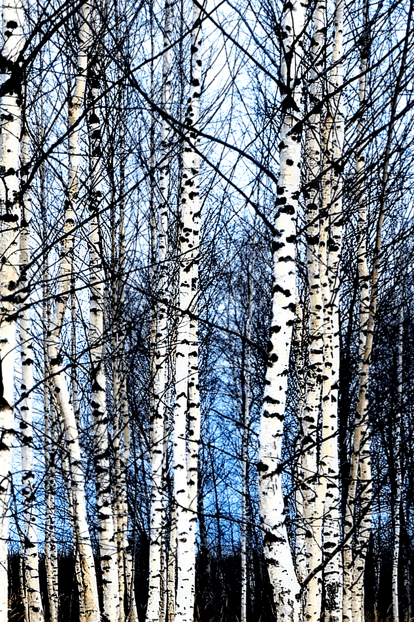 Leinwandbild Mroźny styczeń 20×30 cm, italienische Leinwand