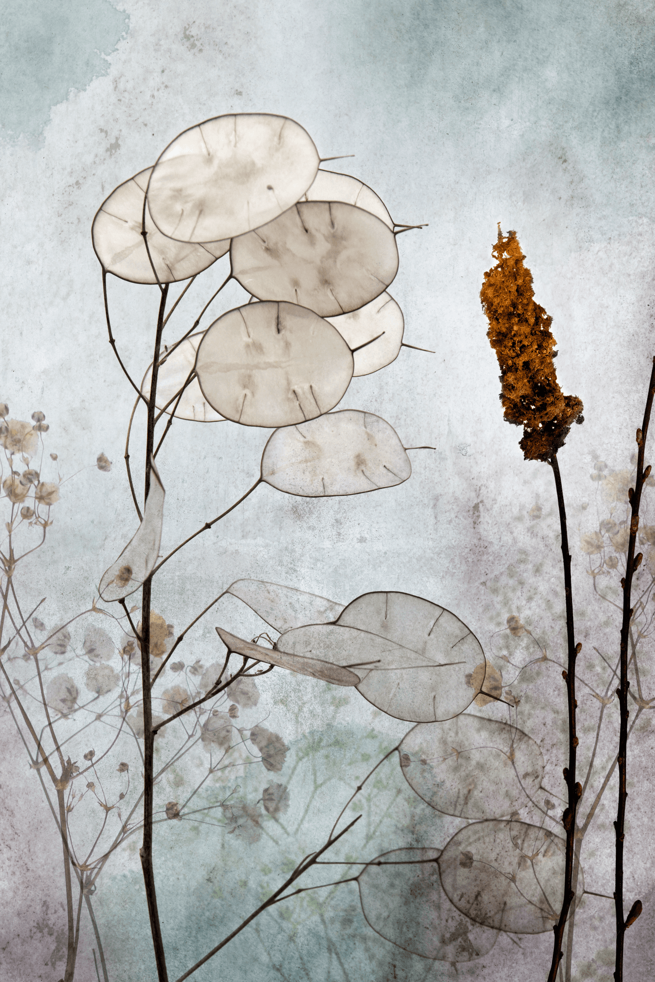 Canvas print Owoce lunarii 80×120 cm, standard canvas