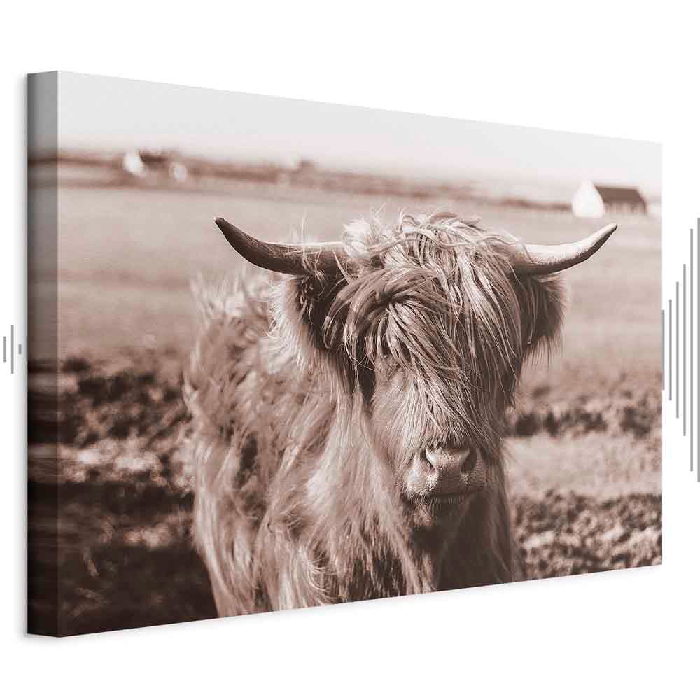 Canvas print Szkocka krowa w sepii 60×40 cm, standard canvas